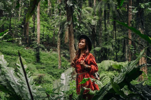 有关冒险, 丛林, 向上看的免费素材图片