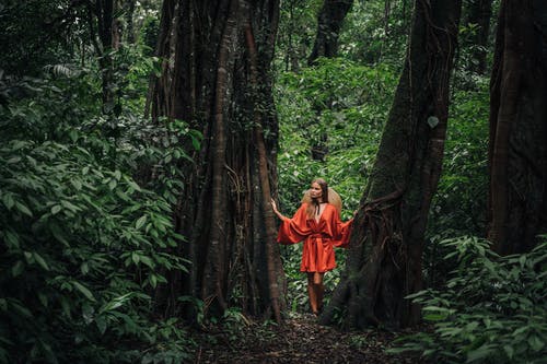 有关冒险, 丛林, 天性的免费素材图片
