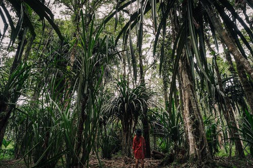站在森林中间的橙色礼服的女人 · 免费素材图片
