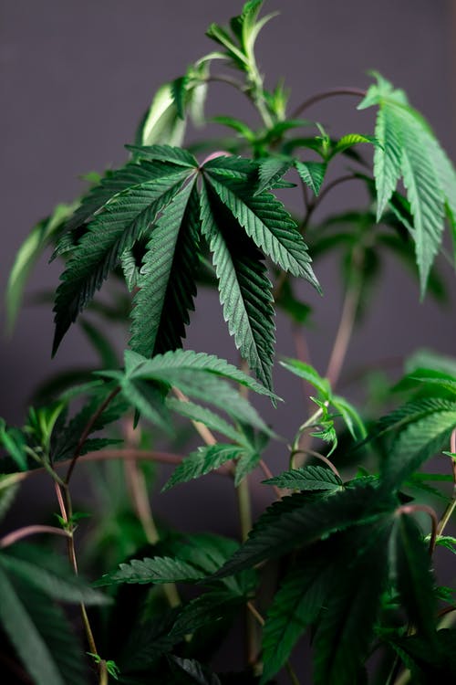 有关印度大麻, 增長, 大麻的免费素材图片