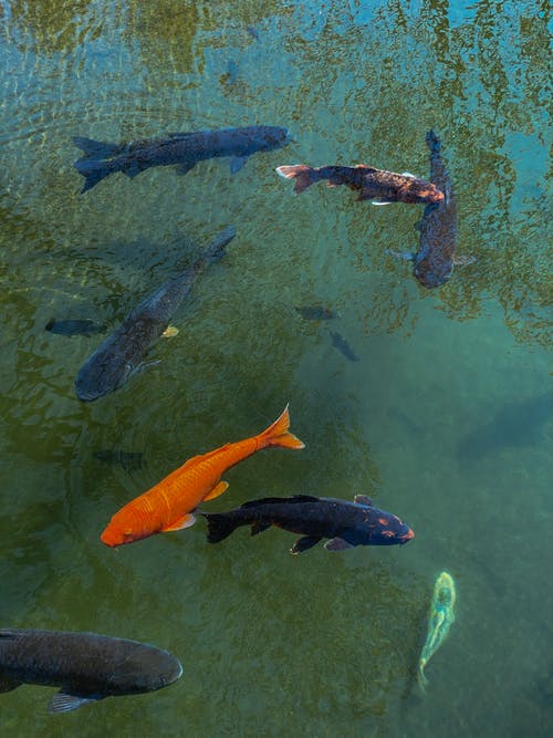 水塘上的异国锦鲤鱼 · 免费素材图片