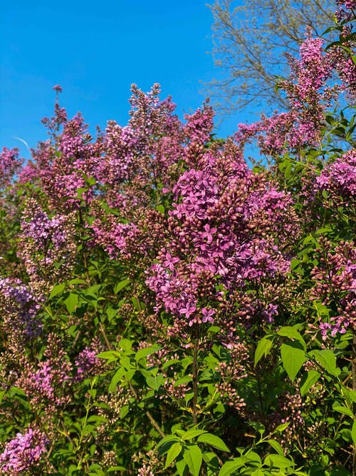 有关syringa vulgaris, 低角度, 冷静的免费素材图片