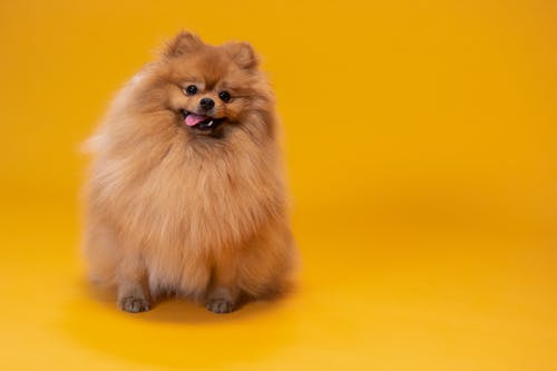 有关orange_background, 动物, 可爱的免费素材图片