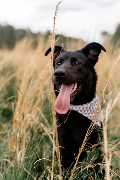 有关伸出舌头, 动物, 可爱的免费素材图片