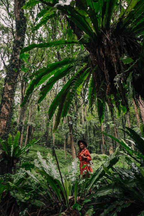 有关冒险, 丛林, 垂直拍摄的免费素材图片