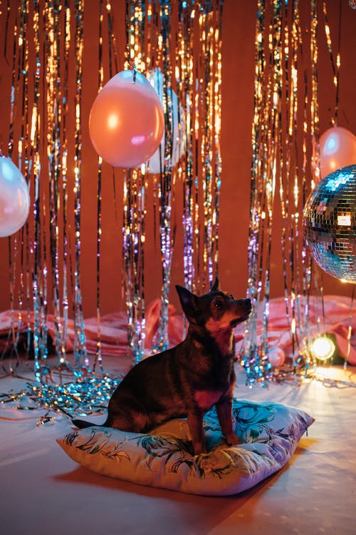 有关Throw Pillows, 动物, 可爱的免费素材图片