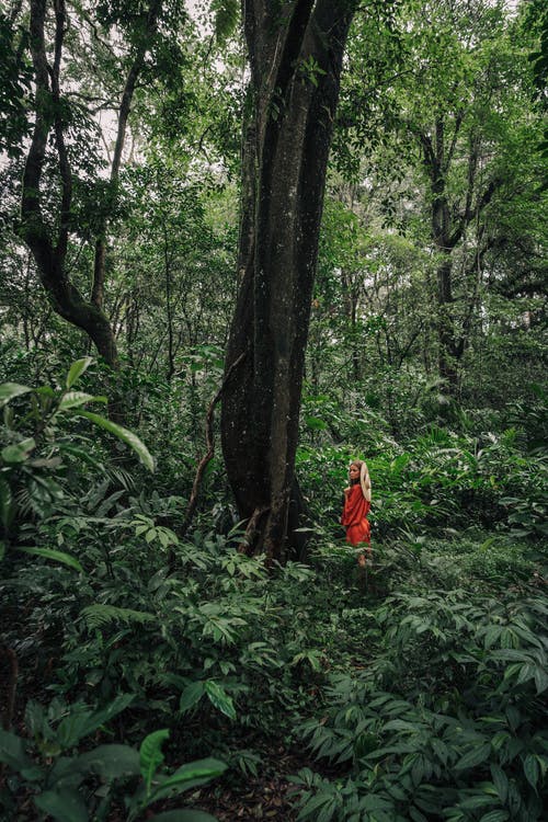 有关冒险, 丛林, 垂直拍摄的免费素材图片