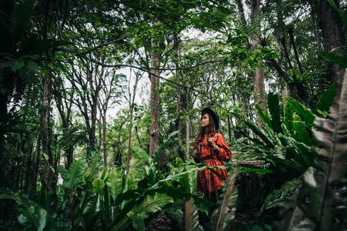 有关冒险, 丛林, 天性的免费素材图片