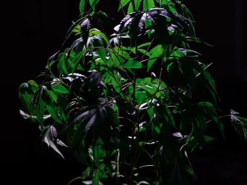 有关印度大麻, 增长, 大麻的免费素材图片