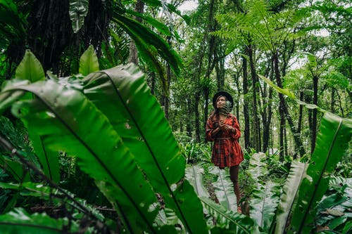 有关冒险, 丛林, 向上看的免费素材图片