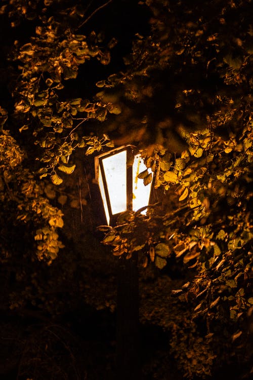 有关光, 垂直拍摄, 树叶的免费素材图片