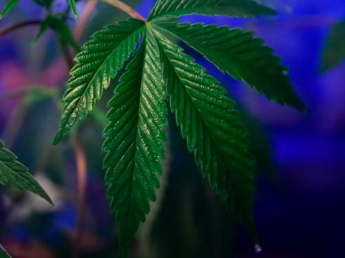 有关印度大麻, 增长, 大麻的免费素材图片