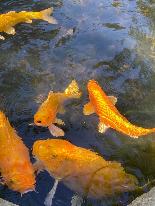 有关水生动物, 海洋动物, 鲤鱼的免费素材图片