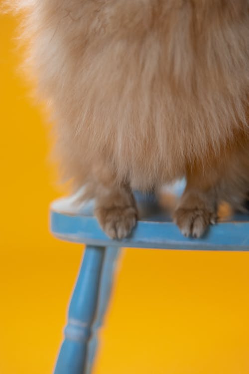 有关动物, 尺, 哺乳动物的免费素材图片