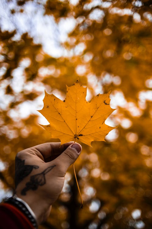 有关下落, 垂直拍摄, 壁纸的免费素材图片