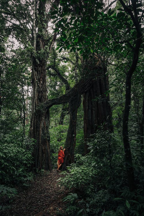 有关冒险, 丛林, 垂直拍摄的免费素材图片
