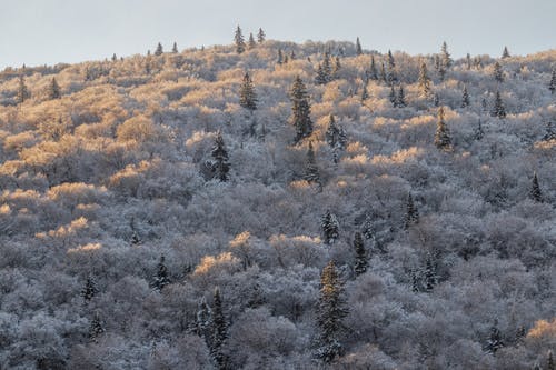 有关下雪的, 冬季, 冷的免费素材图片