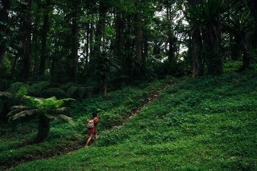 有关冒险, 丛林, 天性的免费素材图片