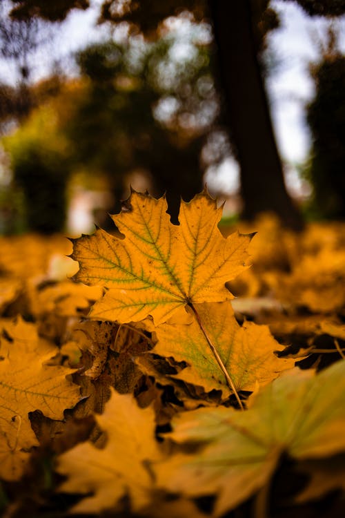 有关下落, 垂直拍摄, 壁纸的免费素材图片