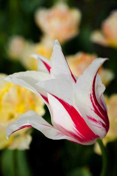 有关垂直拍摄, 植物群, 漂亮的免费素材图片