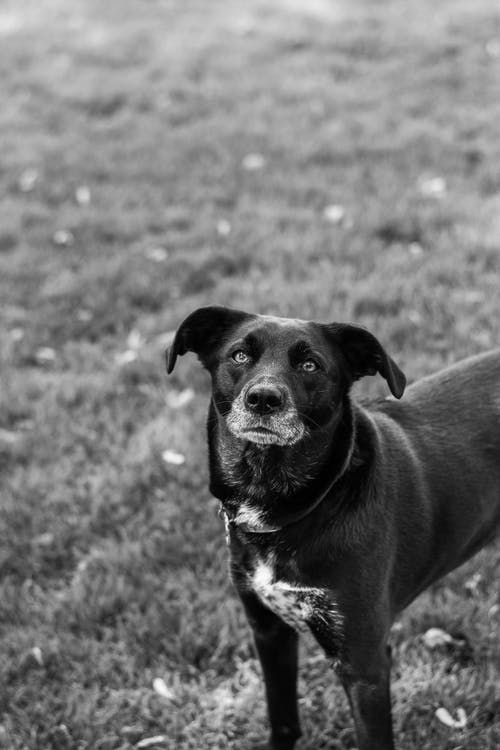 有关动物, 哺乳动物, 单色的免费素材图片