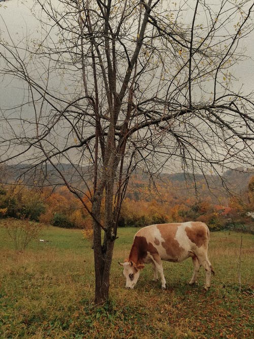 有关动物, 动物摄影, 吃的免费素材图片