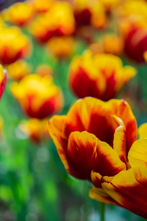 有关垂直拍摄, 植物群, 漂亮的免费素材图片