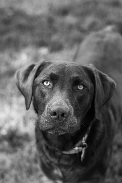有关动物, 哺乳动物, 单色的免费素材图片