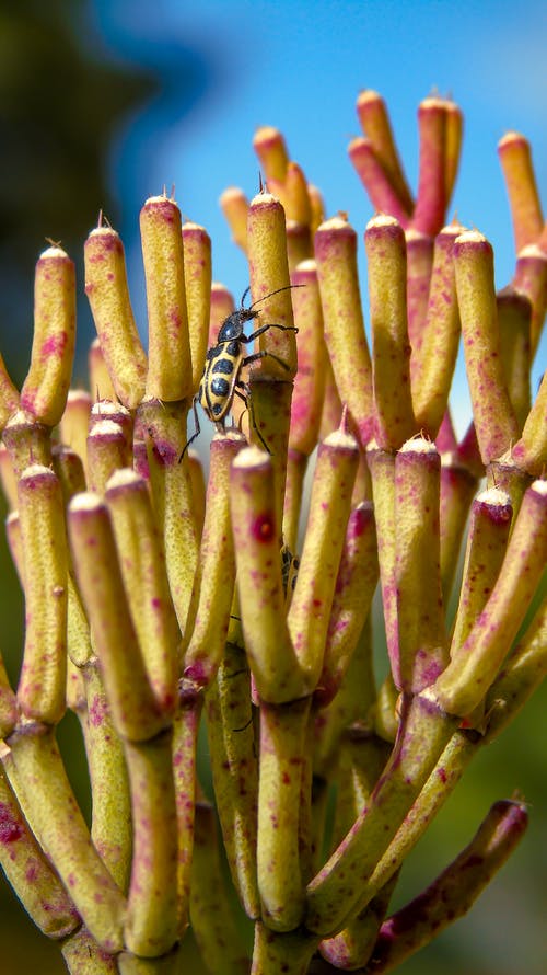 有关垂直拍摄, 小蟲, 工厂的免费素材图片