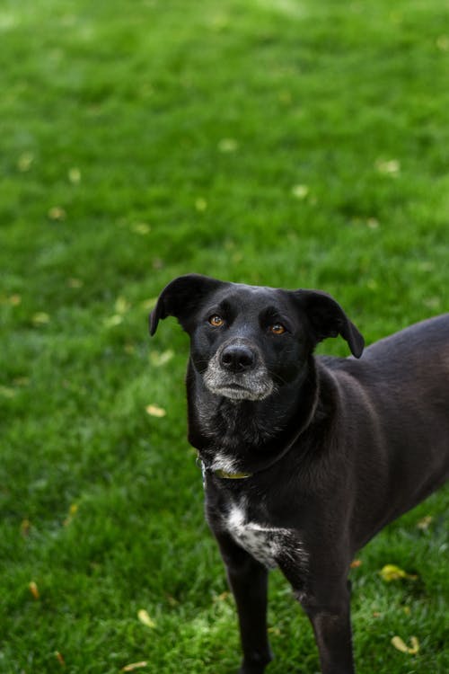 有关动物, 哺乳动物, 垂直拍摄的免费素材图片