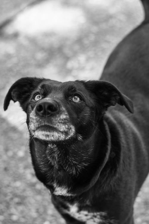 有关动物, 哺乳动物, 单色的免费素材图片