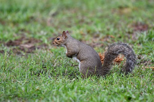 有关動物攝影, 哺乳動物, 囓齒動物的免费素材图片