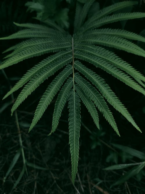 有关垂直拍摄, 天性, 特写的免费素材图片