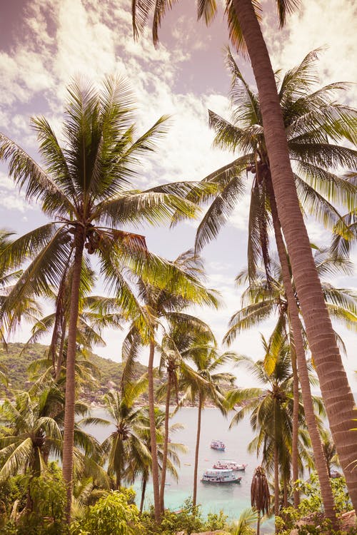 有关低角度拍摄, 棕榈树, 椰子的免费素材图片