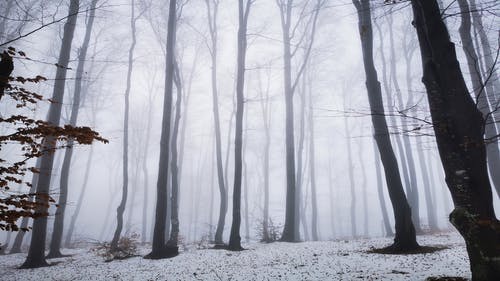 有关冬季, 冷, 冷冻的免费素材图片