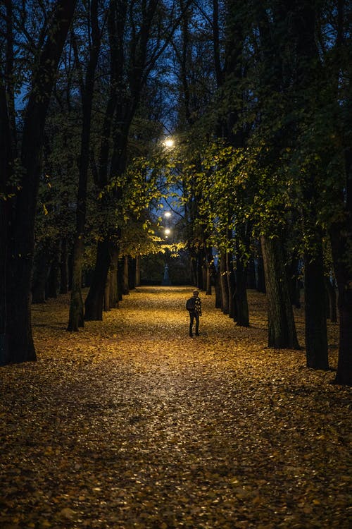 有关垂直拍摄, 树木, 独自的免费素材图片