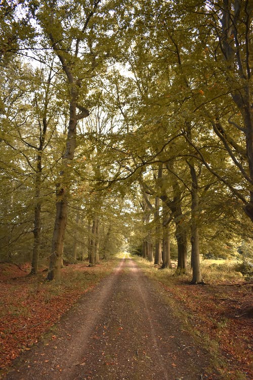 有关分支机构, 垂直拍摄, 天性的免费素材图片