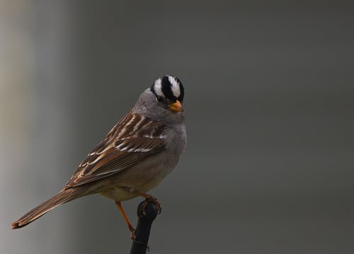 有关动物, 天性, 小贩的免费素材图片
