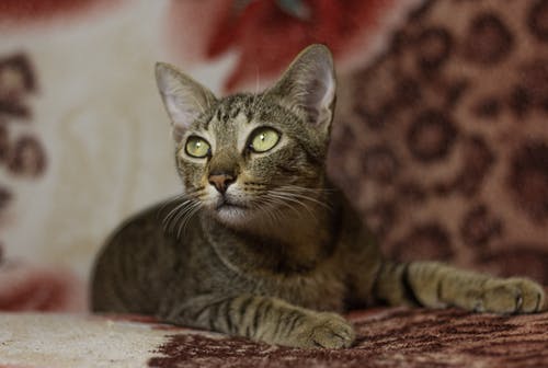 有关向上看, 大花猫, 家畜的免费素材图片