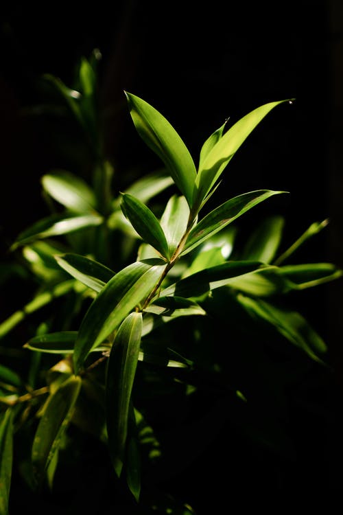 有关垂直拍摄, 工厂, 植物群的免费素材图片