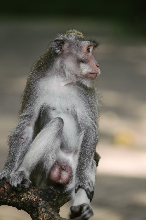 有关公园, 分公司, 动物的免费素材图片