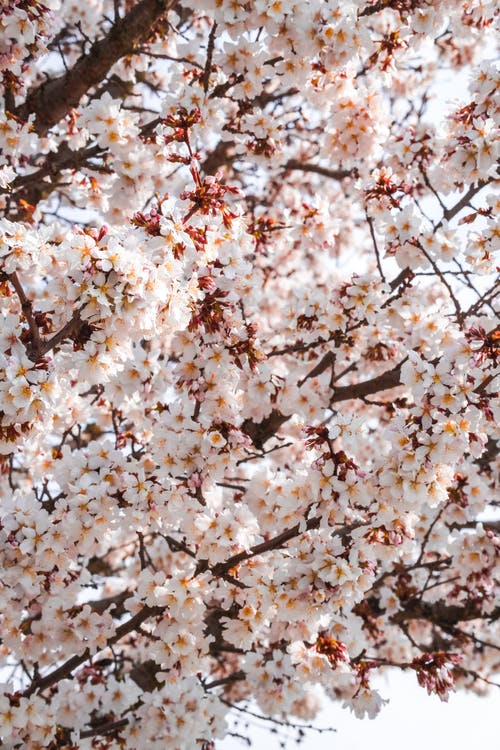 有关垂直拍摄, 植物群, 樱花的免费素材图片