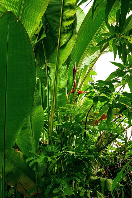 有关monstera deliciosa, 垂直拍摄, 天性的免费素材图片