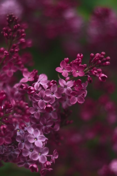 有关垂直拍摄, 植物群, 紫丁香的免费素材图片