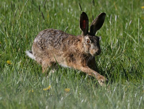 有关兔子, 兔子耳朵, 动物的免费素材图片