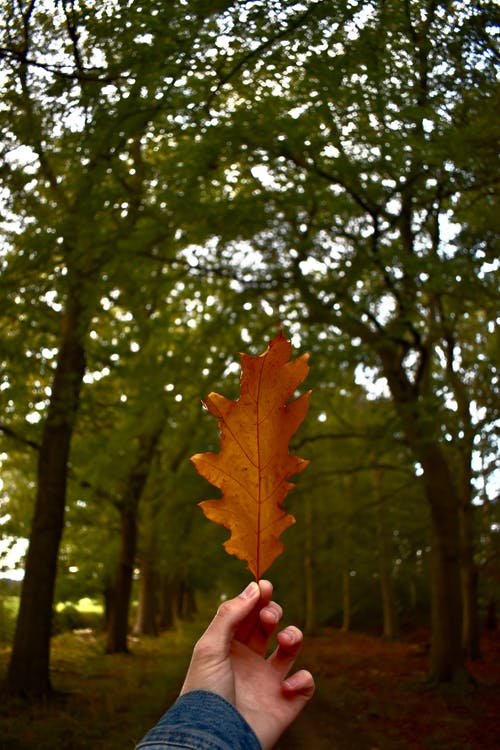 有关垂直拍摄, 天性, 户外的免费素材图片