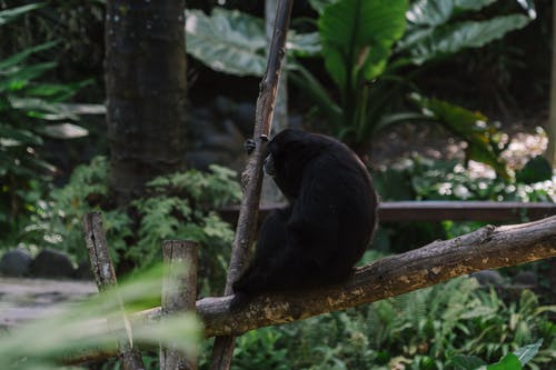 有关动物, 动物摄影, 印尼的免费素材图片