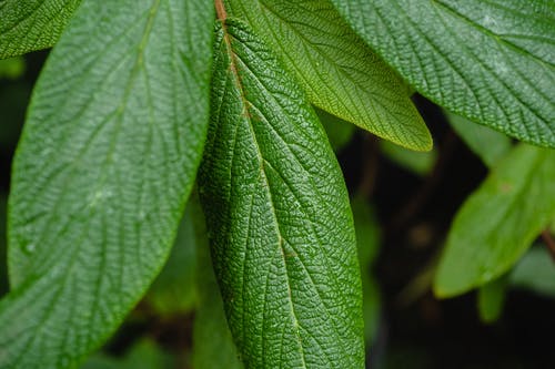 有关天性, 工厂, 植物群的免费素材图片