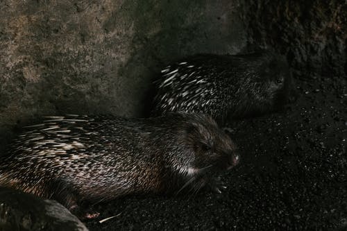 有关刺猬, 动物摄影, 多刺的免费素材图片