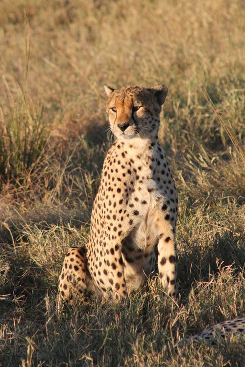 有关动物, 哺乳动物, 坐的免费素材图片
